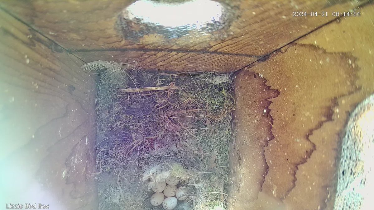 LizzieP131's tweet photo. Spring well and truly here - 7 eggs so far #bluetit https://t.co/oN0tbOZfwk