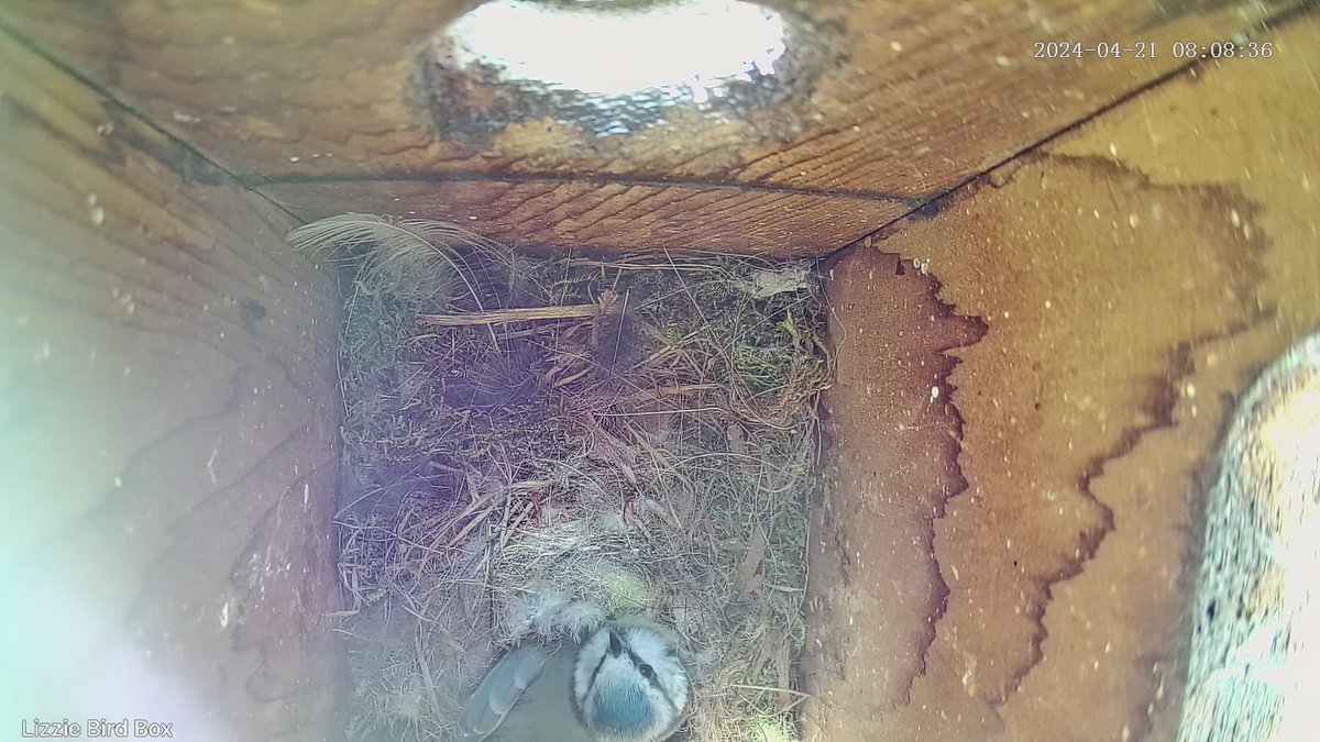 LizzieP131's tweet photo. Spring well and truly here - 7 eggs so far #bluetit https://t.co/oN0tbOZfwk