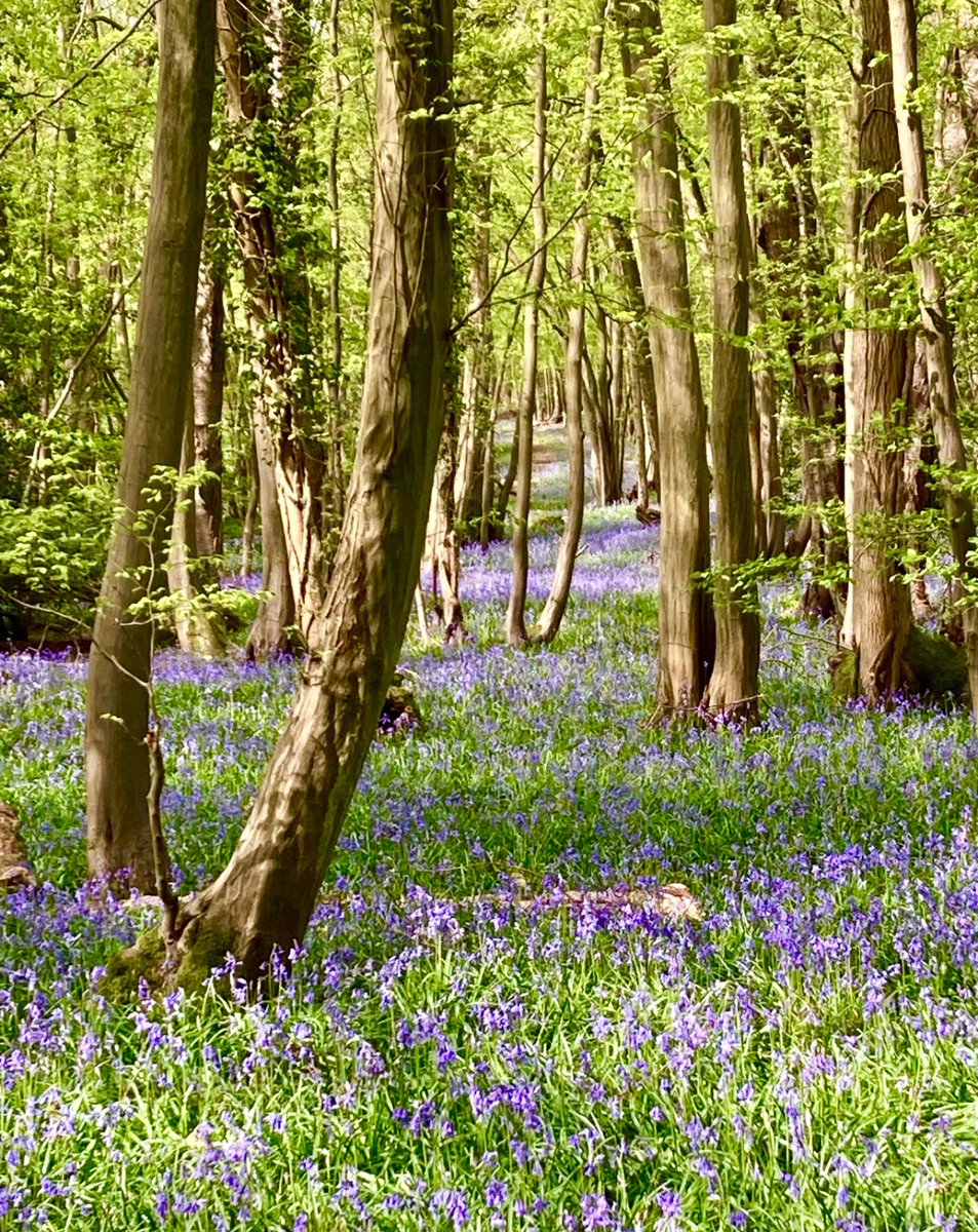 Stunning walks from the Pubs doorstep into Woods full of magical Bluebells #Chilterns #Bluebells #Beaconsfield