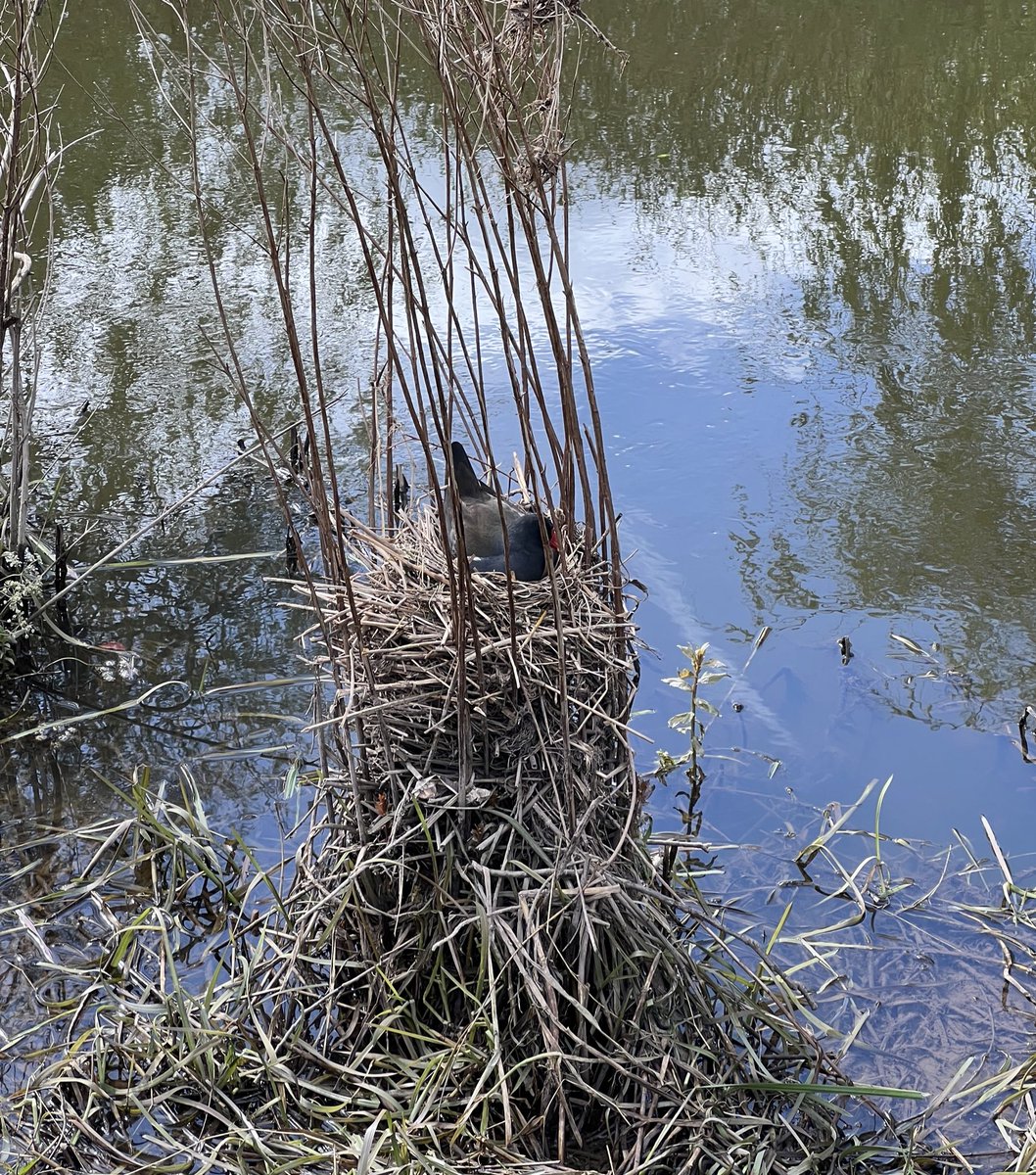 Current contender for the most epic Moorhen nest 2024 🪺