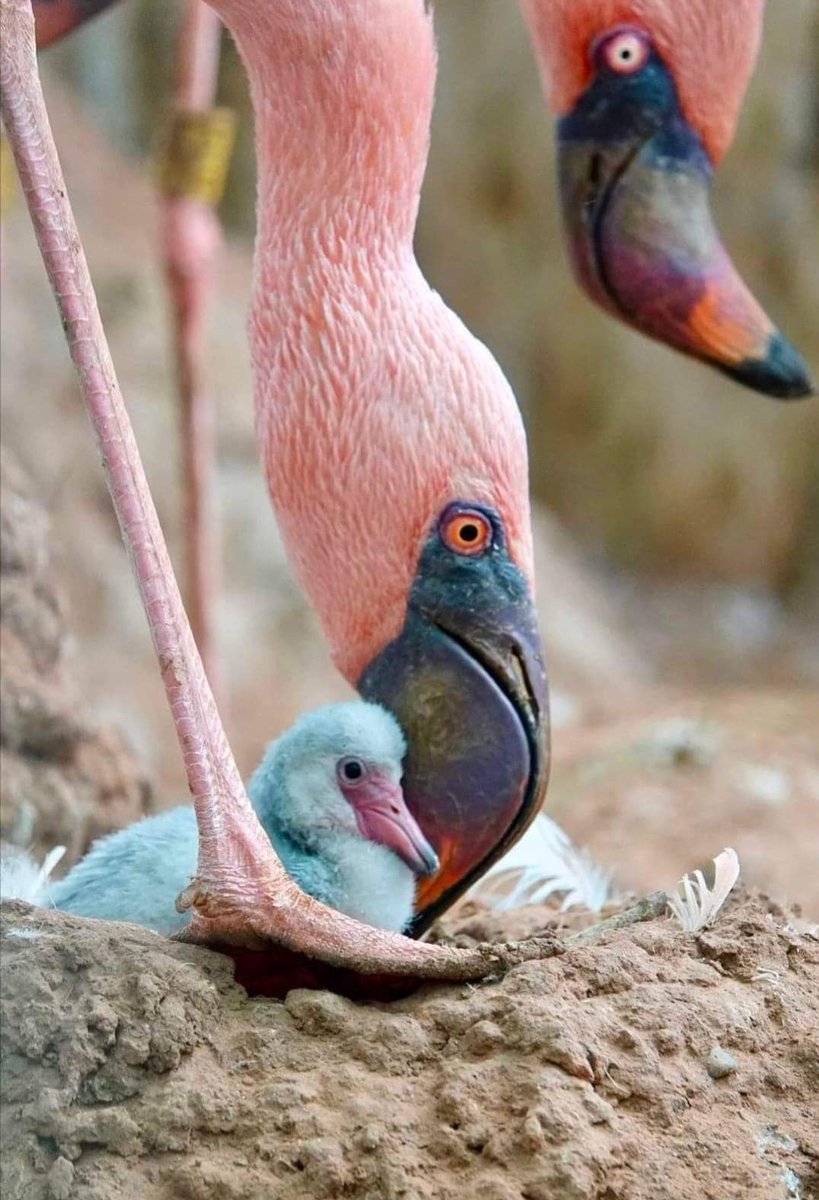 Flamingo with her baby