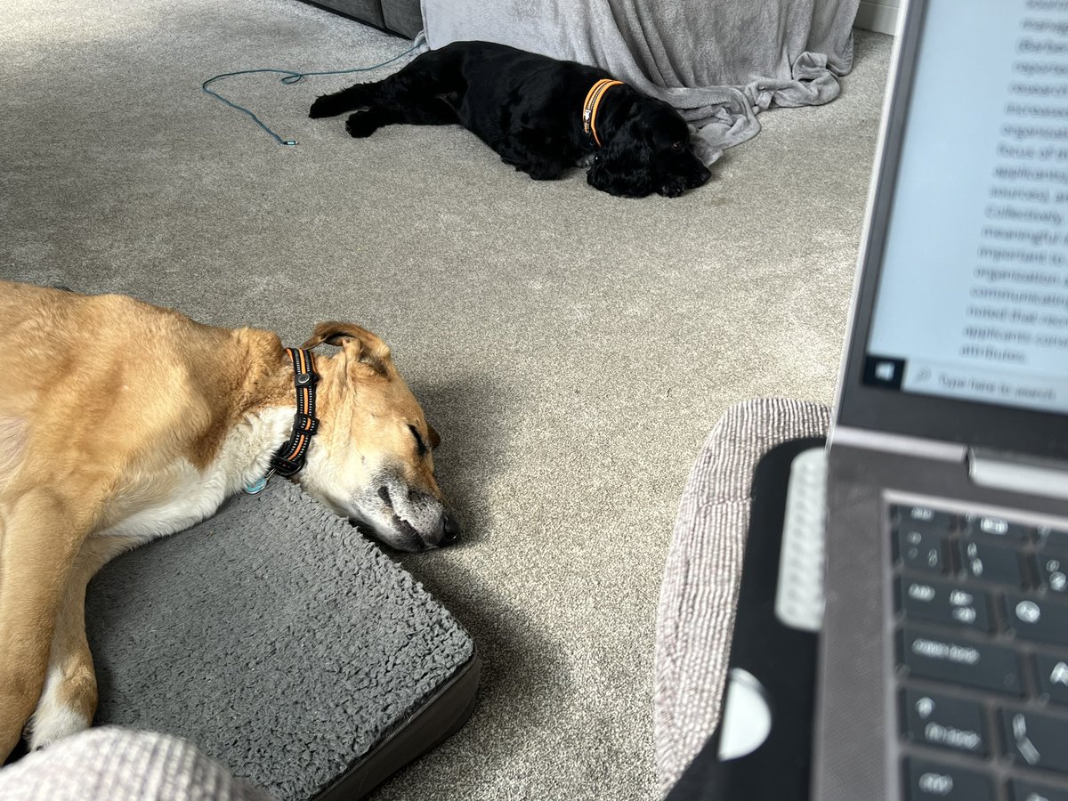 ClaireW60's tweet photo. I find staying awake when doing assignment research hard enough as it is without these two snoring away 😂 #StudySunday https://t.co/j5CSdfI8mB