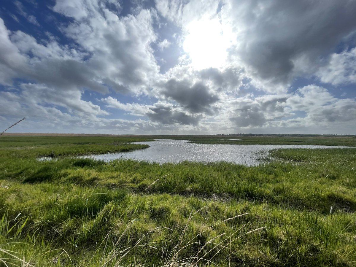 Cold wind off the sea on the fresh marsh this morning but otherwise looking good with plenty of breeding activity Warblers singing their hearts out Didn’t see a human soul,they don’t know what they’re missing