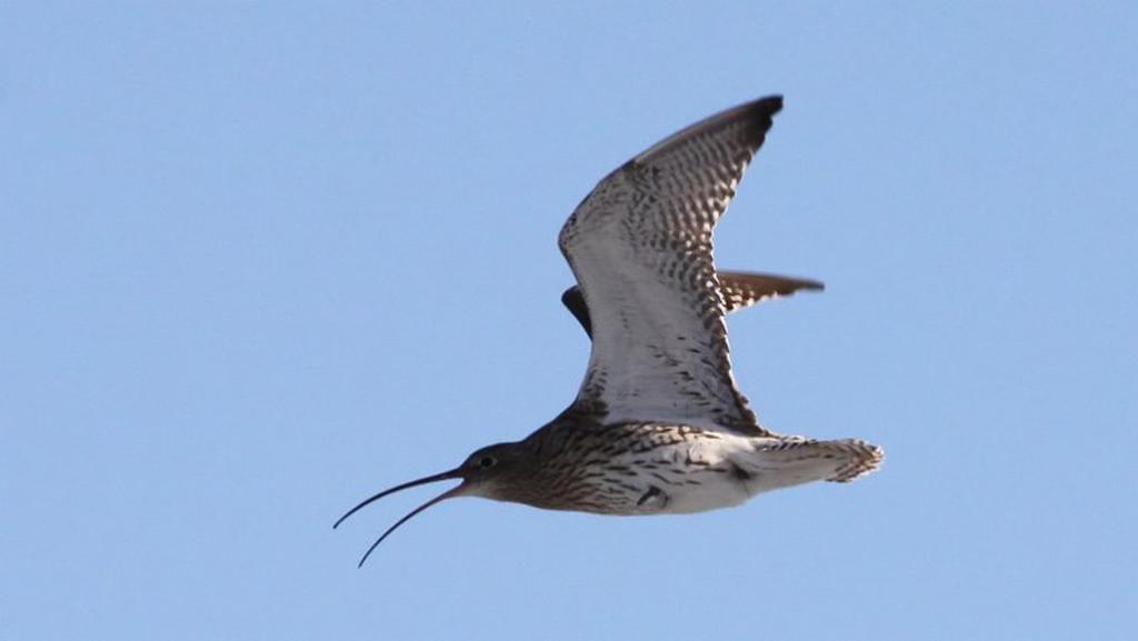 WaderStudy tweet picture