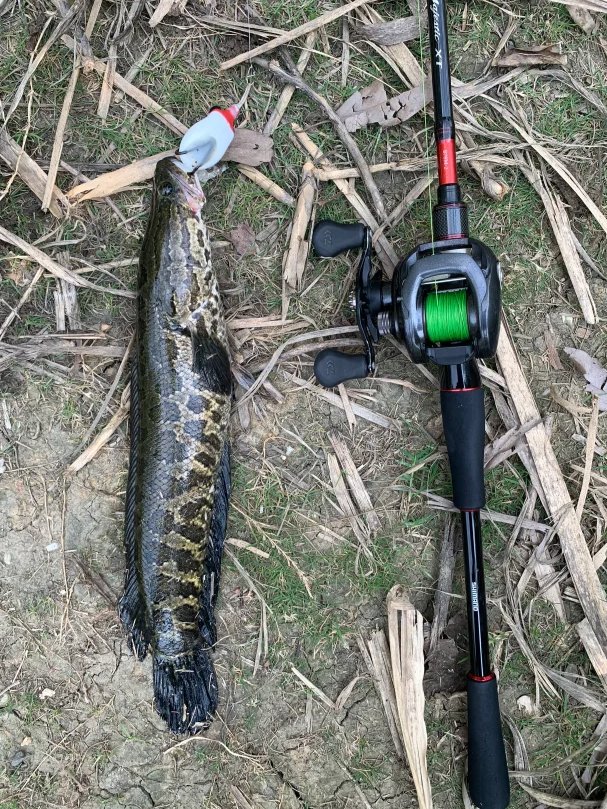 Livia14305's tweet photo. ルヤ釣り日記
カミナリガエルが魚を捕まえて大興奮して、とてもカッコいいです！ #鱼人 #luya #luyafishing https://t.co/DMUuyoBsak