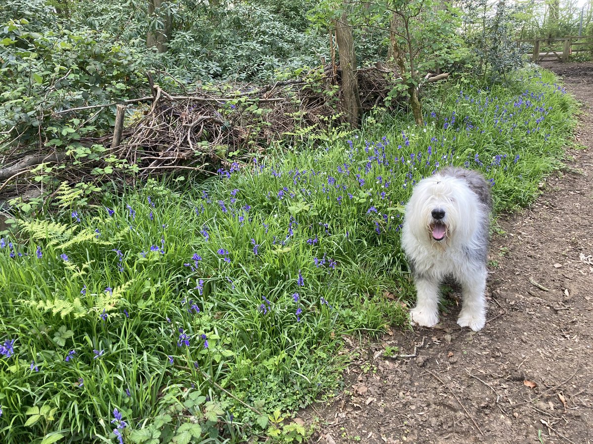 Sunday walkies among the #bluebells. Enjoy the rest of your weekend friends! 💙🌿💙