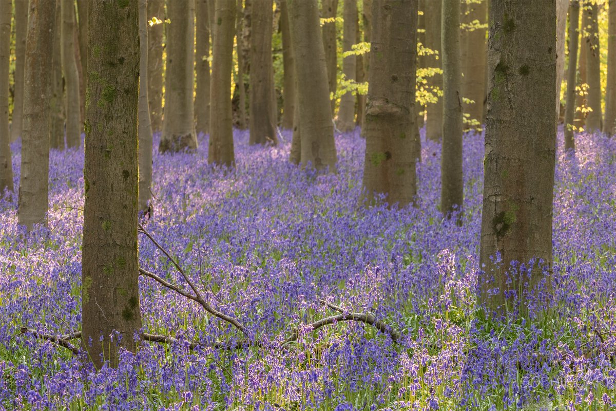 Since 'Sophie' is trending, thought I should post something :) Here are some more bluebells from yesterday morning. Not as nice light as I've seen in previous years, but that's just how it goes. #Bluebells