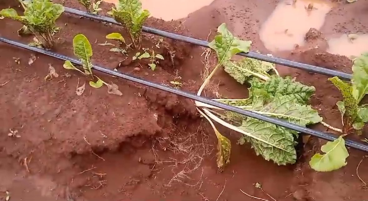 Today morning 🌞 digging up trenches to redirect the water that has swept away part of the beds after last nights heavy rains 🌧️! Hiyo ndo ukilima, we rise again! #MboleaNiYara