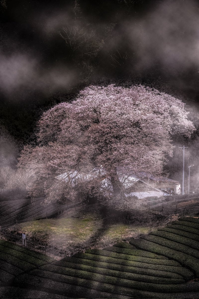 「さくらと朝露」