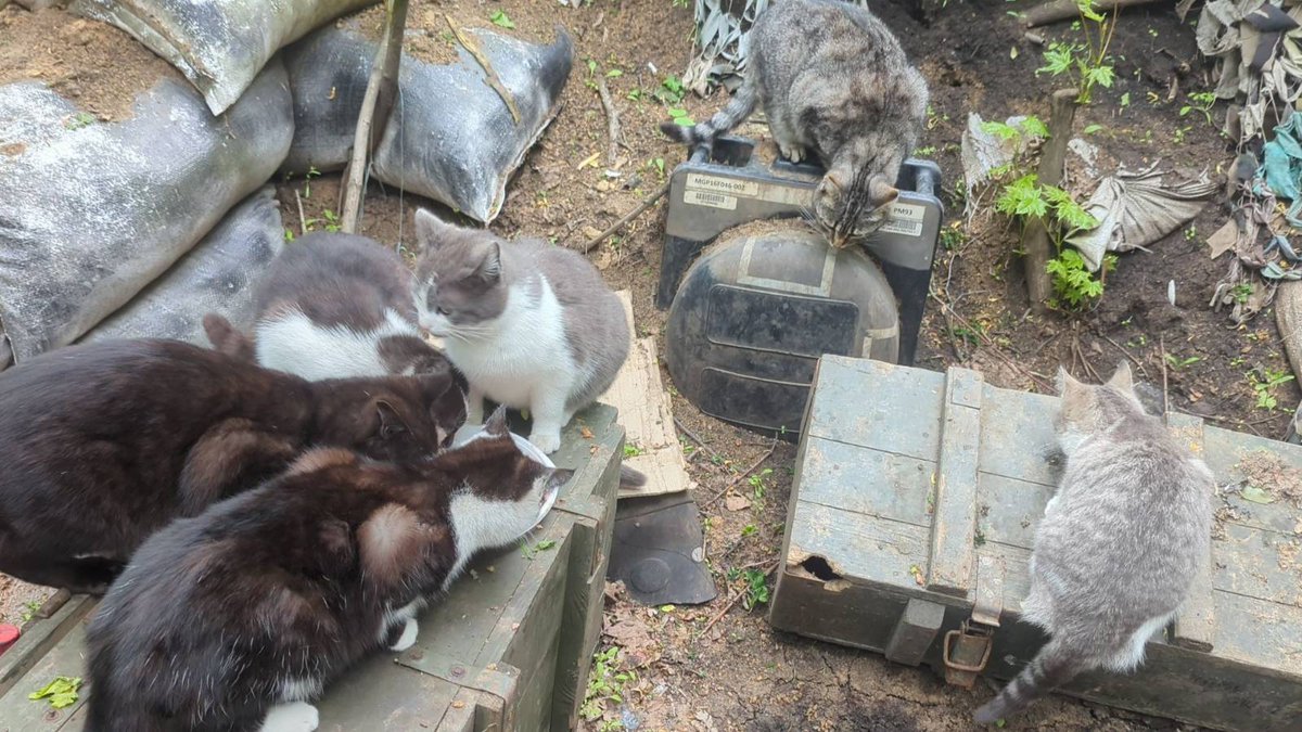 The cats received a double portion of pate in honor of American aid.