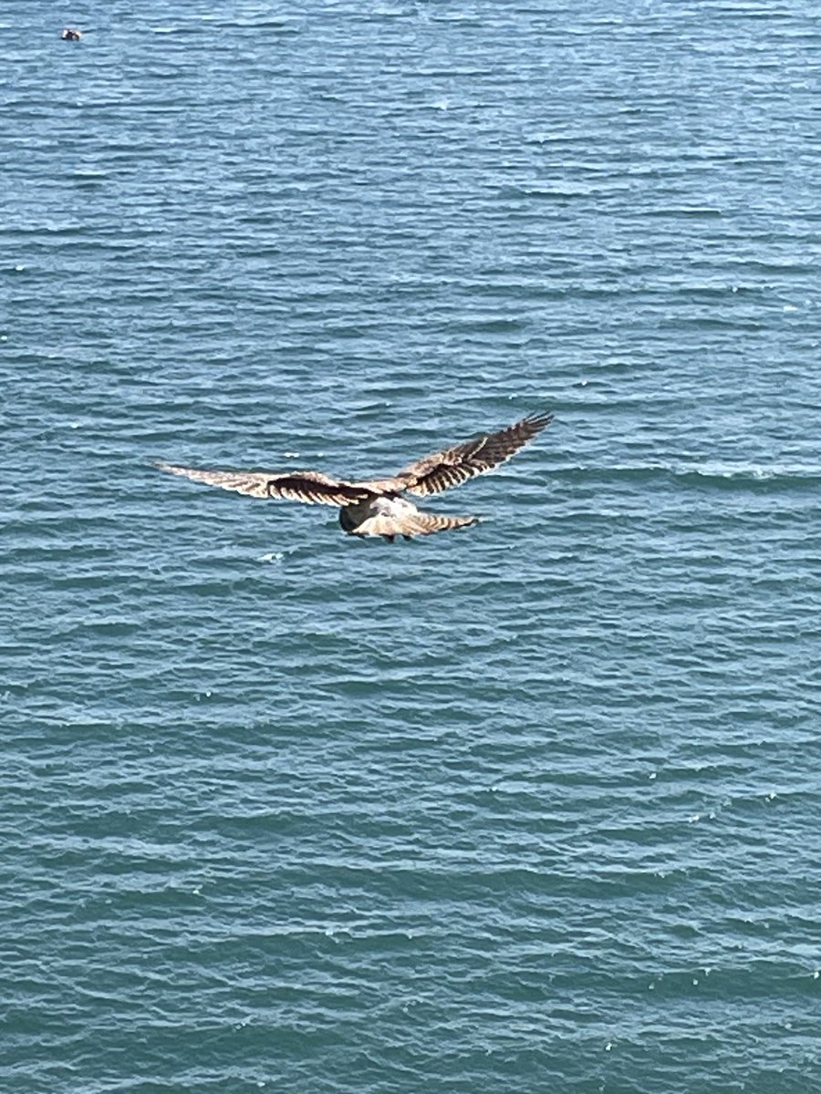 #bird of #prey hovering over the #cliffs and #sea #babbacombe #downs