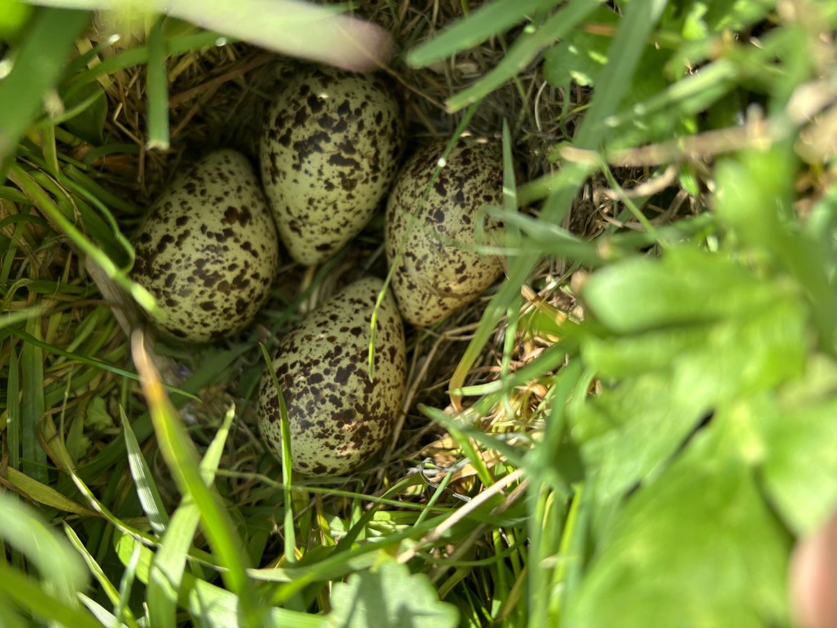 Gisteren nog niet. Vandaag wel. De eerste #kievitskuikens uit het ei. Bovendien zijn gisteren ook de eerste 6 lakenvelders de wei ingestuurd. #slobeend #tureluur #kievit #lakenvelders