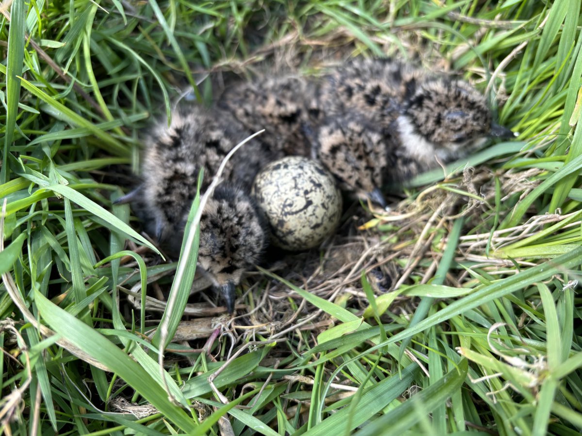 CrPierik's tweet photo. Gisteren nog niet. Vandaag wel. De eerste #kievitskuikens uit het ei. Bovendien zijn gisteren ook de eerste 6 lakenvelders de wei ingestuurd. #slobeend #tureluur #kievit #lakenvelders https://t.co/9A9uWoAifJ