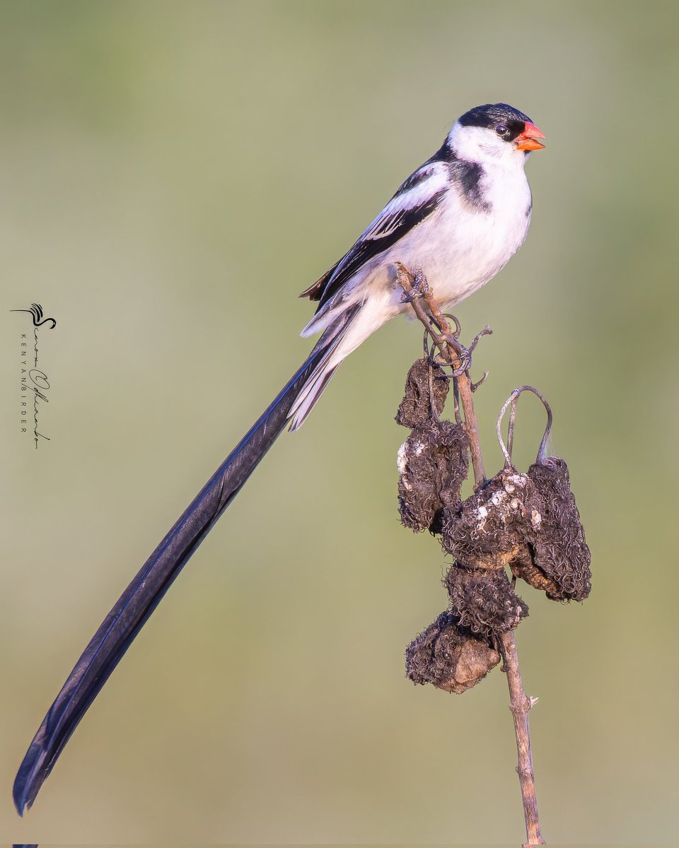 Pin-tailed Whydah