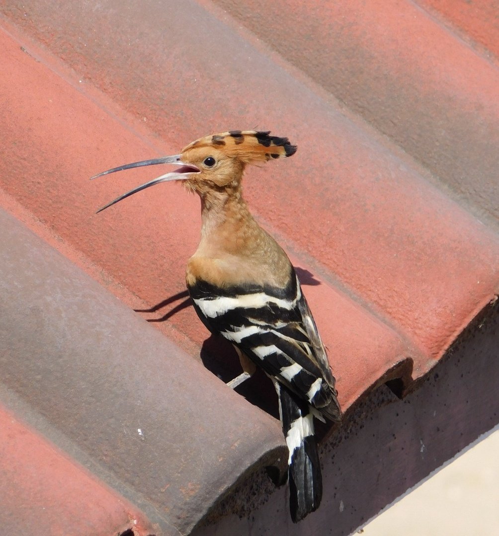 Eurasian hoopoe #TwitterNatureCommunity #IndiAves #NaturePhotography #BBCWildlifePOTD #birds #NatureBeauty #BirdsOfTwitter #Birds2024