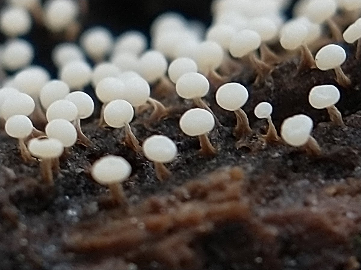 Three stages of #macro for coral slime? #slimemoldsunday 😊 #fungi #nature #wildlife #macrophotography