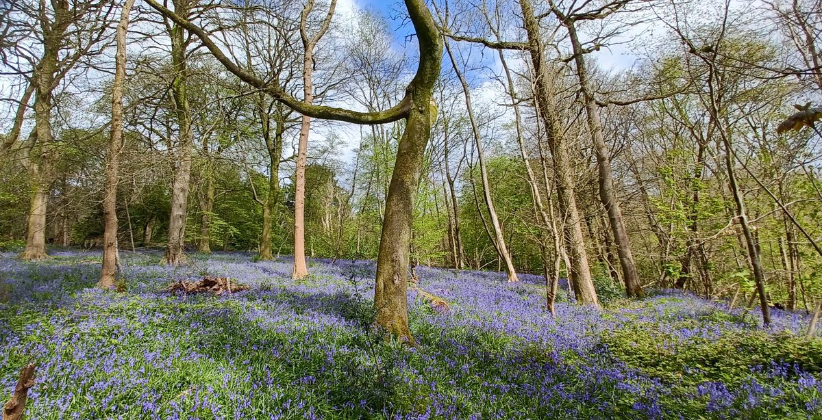 Nice carpet of #Bluebells on the dog walk this windy, chilly but bright morning in my local woods up on the North Downs at Gravelly Hill near Caterham, Surrey #nature #NatureBeauty #NaturePhotography #ThePhotoHour