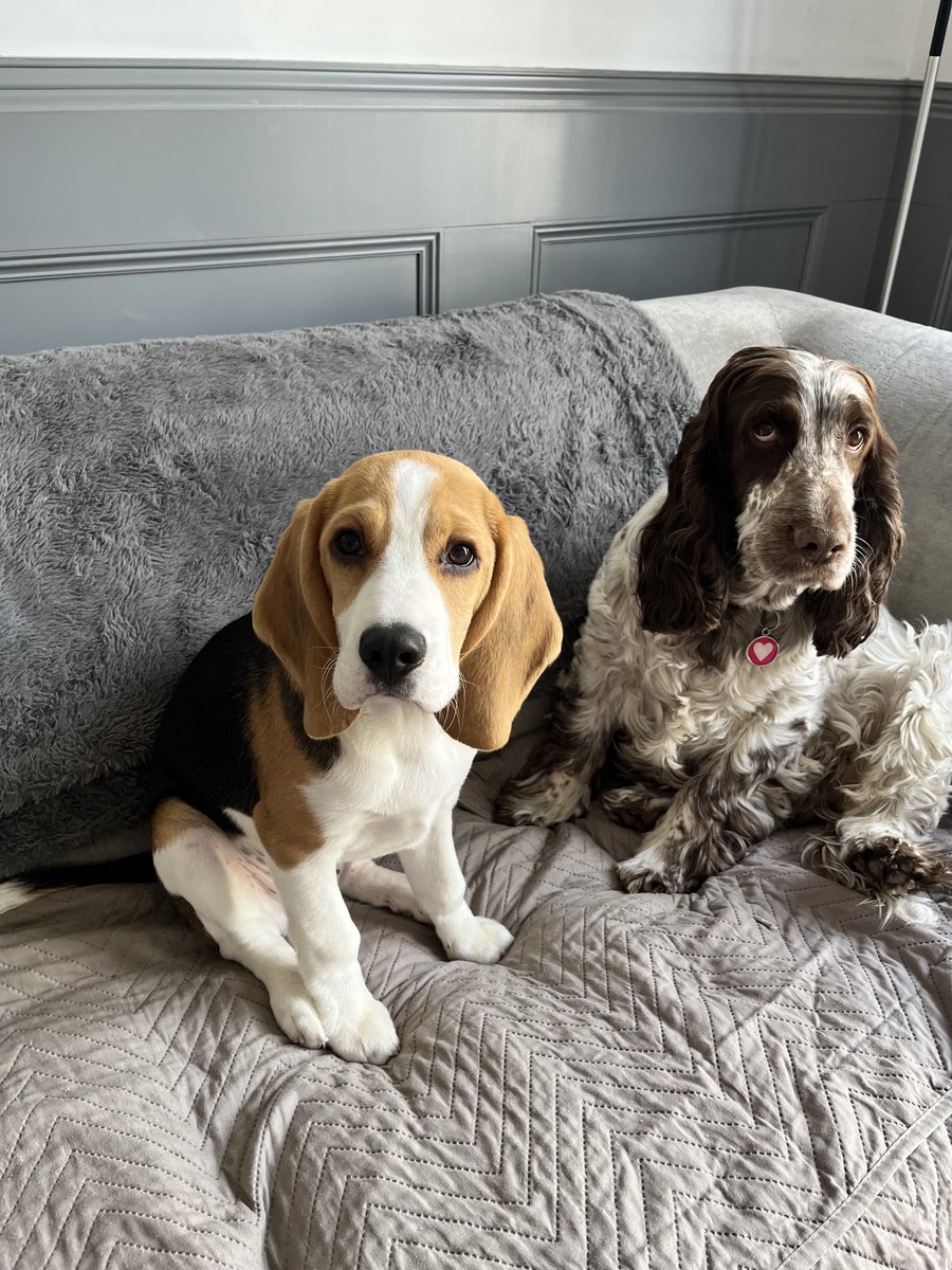 Coco & Bowie with Angel sisters Summer & Betsy 🌈 tweet media