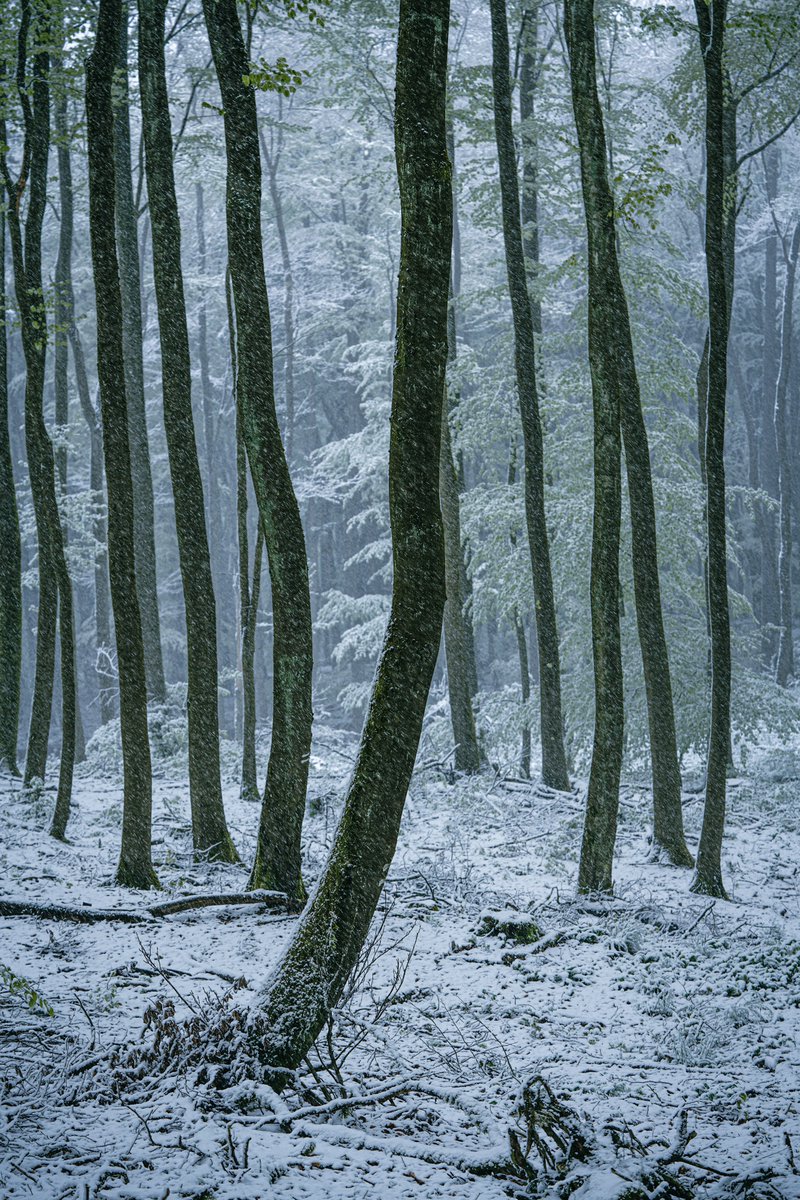 Winter in April. #NaturePhotography #quhl5 #peace 🕊️