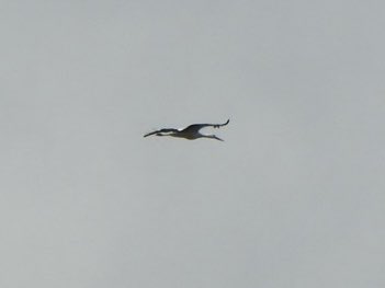 White Stork over VP1 Ham Wall 11:20 ⁦@BirdGuides⁩ ⁦@somersetbirds⁩