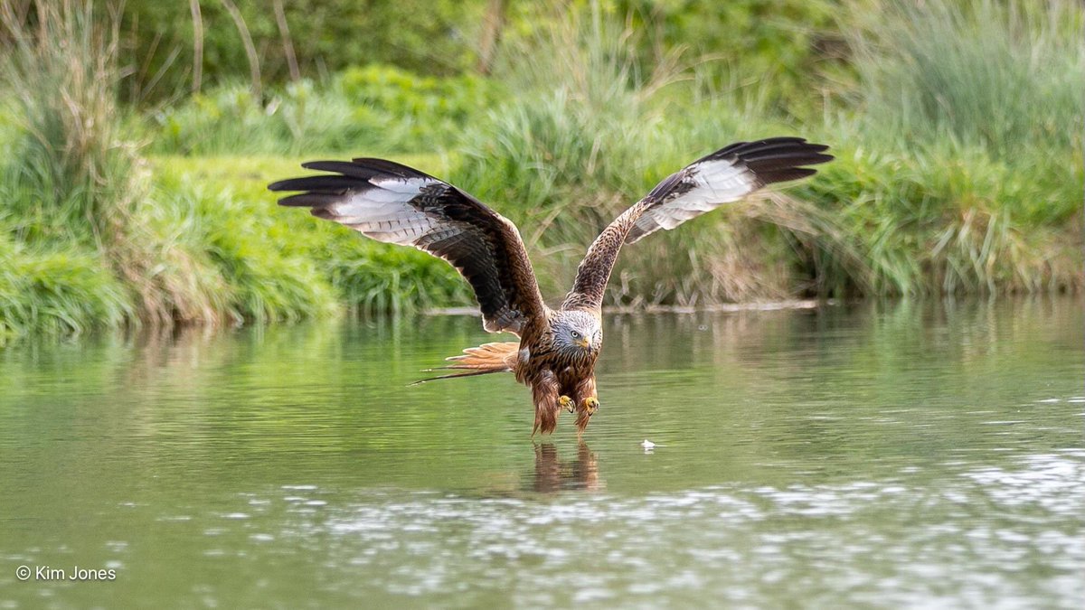 Red Kite after a trout at @GwashOspreys on Friday night. @Natures_Voice @_BTO @CanonUKandIE @CanonEMEApro #RedKite #BirdsOfPrey @ElyPhotographic