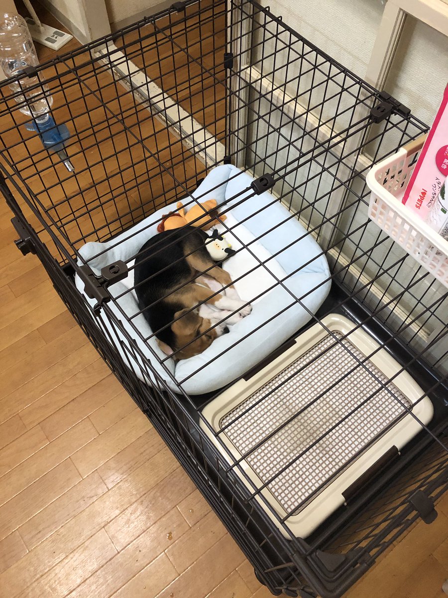 るぅふうママ tweet media