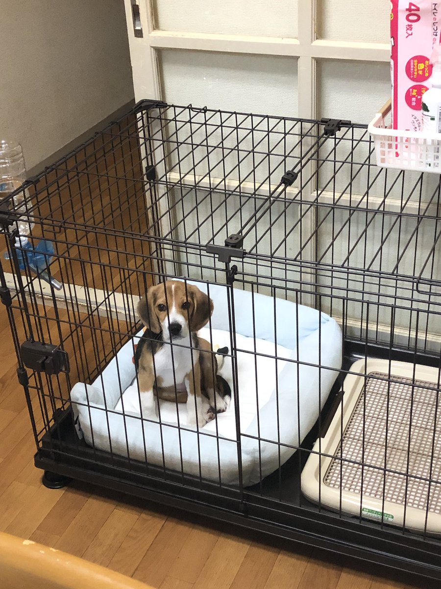 るぅふうママ tweet media