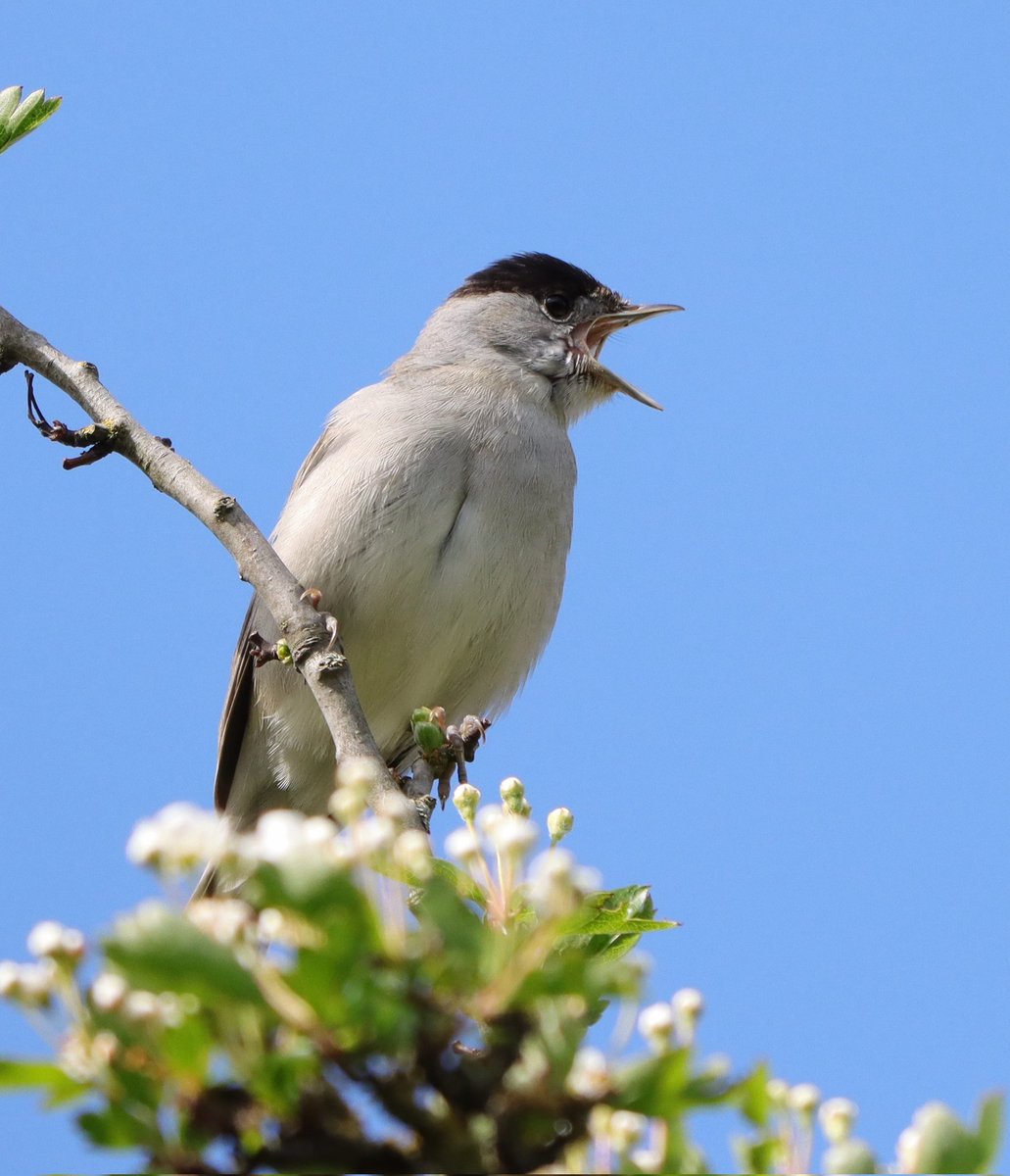 Singing Blackcap this morning at Storton's Pits Nature Reserve, Northampton. @wildlifebcn #Northantsbirds @Natures_Voice @NatureUK @Britnatureguide #BirdsSeenIn2024 #NaturePhotography #TwitterNatureCommunity