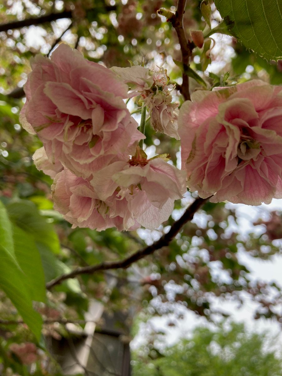 #サクラ
#八重桜 #関山 #カンザン #私と植物 #花の写真 #花の写真を撮るのが好き #ｷﾘﾄﾘｾｶｲ #花でいっぱいにしよう #写真