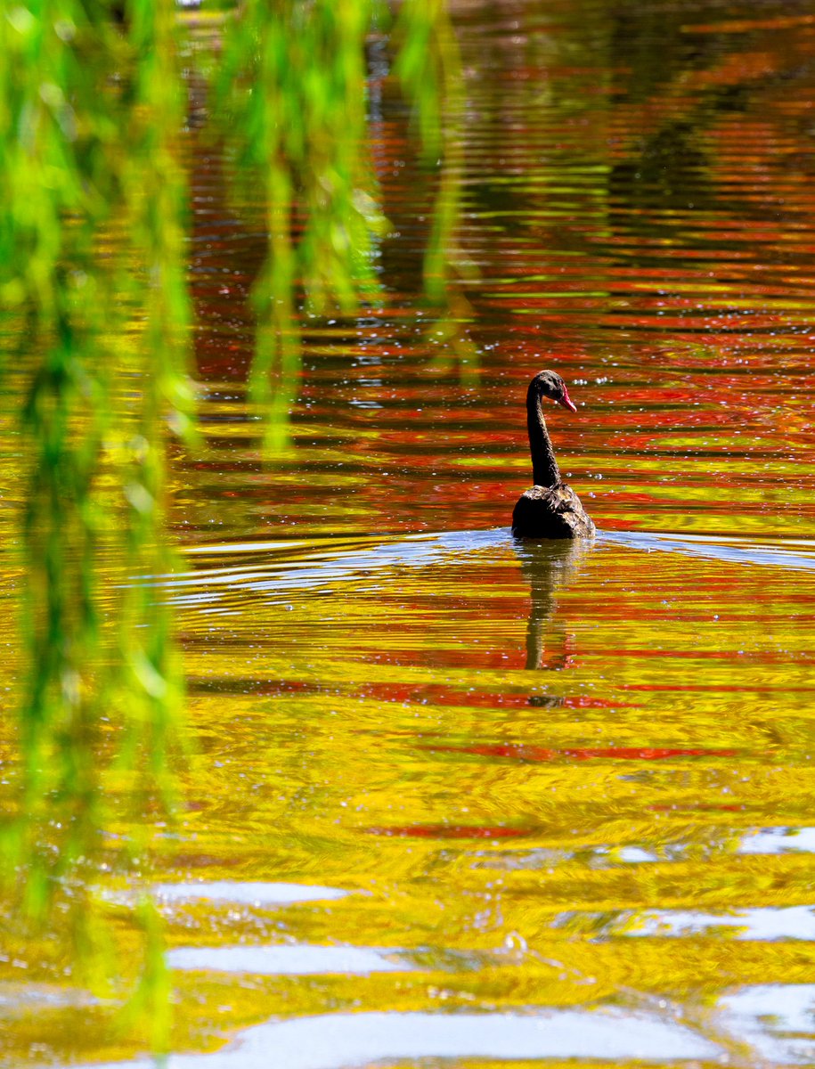 A black swan sailing on the autumnal lake. Goodbye Sunday, you were absolutely gorgeous. 💚❤️💛 . . . #gorgeous #autumnal #Sunday #colorful #lakeburleygriffin #blackswan @Australia @visitcanberra #indiansummer