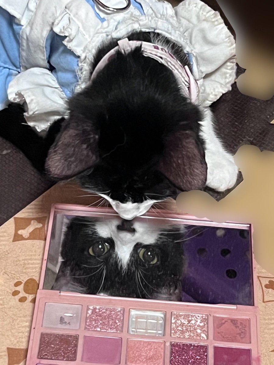 Causal_reaction's tweet image. 皆様こんばんは✨
いかがお過ごしでしょうか?
レれれのれ🥸
今回は6女が野良ちゃん時代と今の画像を比較してみたんダヨーン🙄笑
PS.今夜も素敵なnightをお過ごし下さいね😏👍
わかる人には分かる😘爆笑