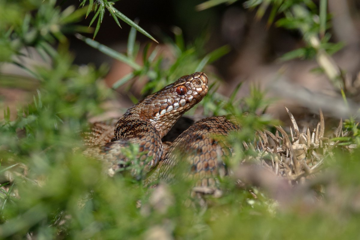 Photo of the week 📸 An adder basking in the sun by Steve Evans 🐍 Did you know, in spring, male adders perform a 'dance' during which they duel to fend off competition to mate!