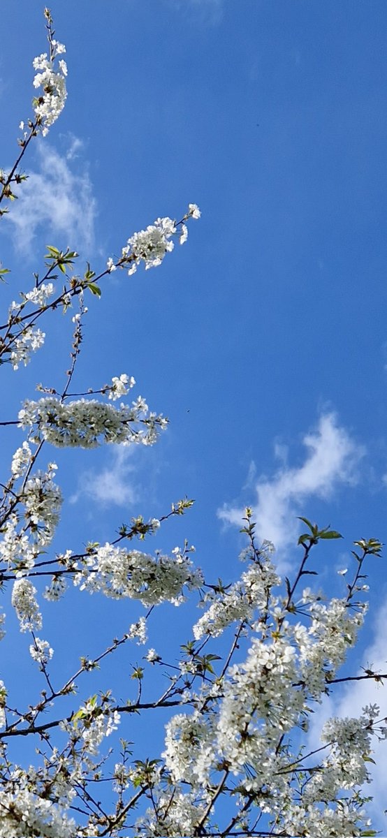 MysticCharm's tweet photo. Blue sky, spring flowers... relaxing Sunday https://t.co/UBKpaCsiSZ