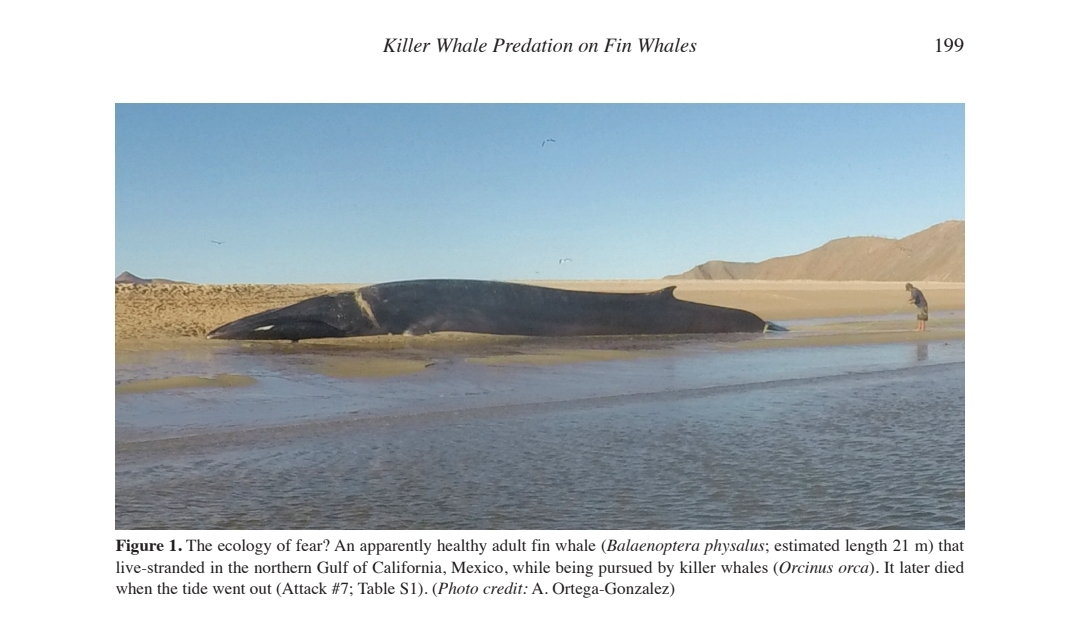 'The ecology of fear?' Intense experience witnessing killer whales hunt & strand a fin whale south of San Felipe in Jan 2019 is incl in recent paper voiceofsandiego.org/wp-content/upl… which IDs adult male leader E261 as a specialist hunter of large whales over 21 years off both Baja coasts.