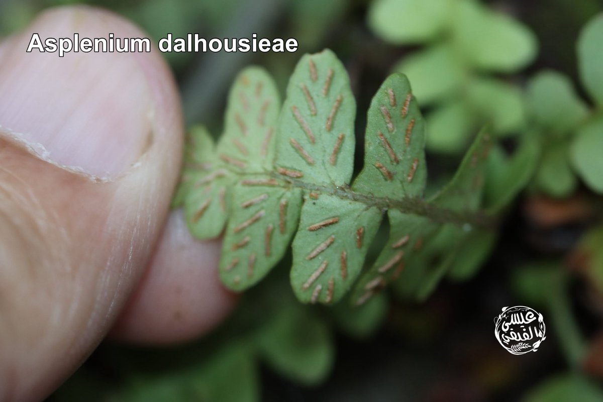 عيسى علي الفيفي tweet media