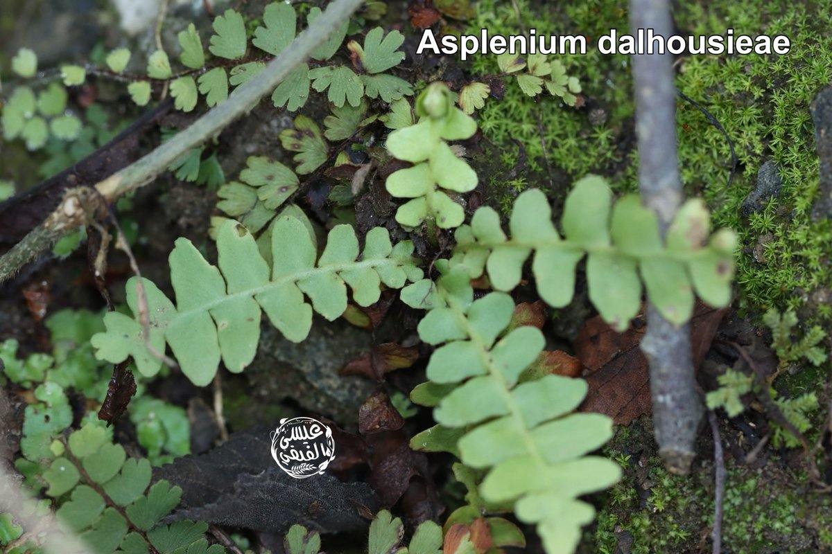 عيسى علي الفيفي tweet media