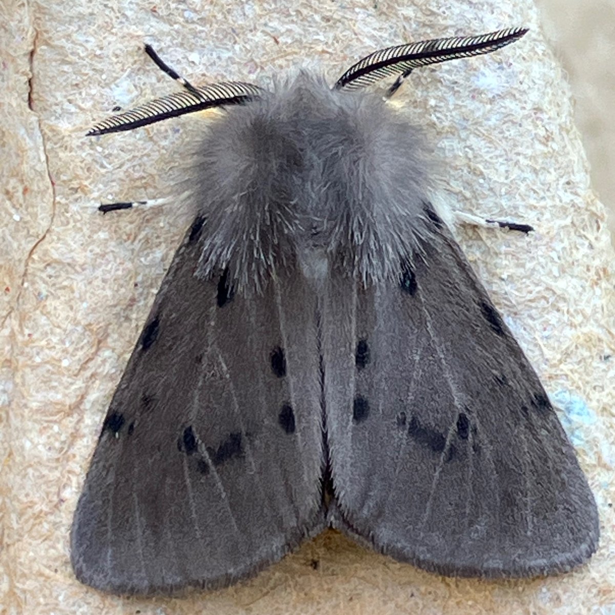 Male Muslin Moth- a symphony in muted velvet buffs and greys, he has a deep fur stole around his midriff to protect against the chill spring nights. #mothsmatter