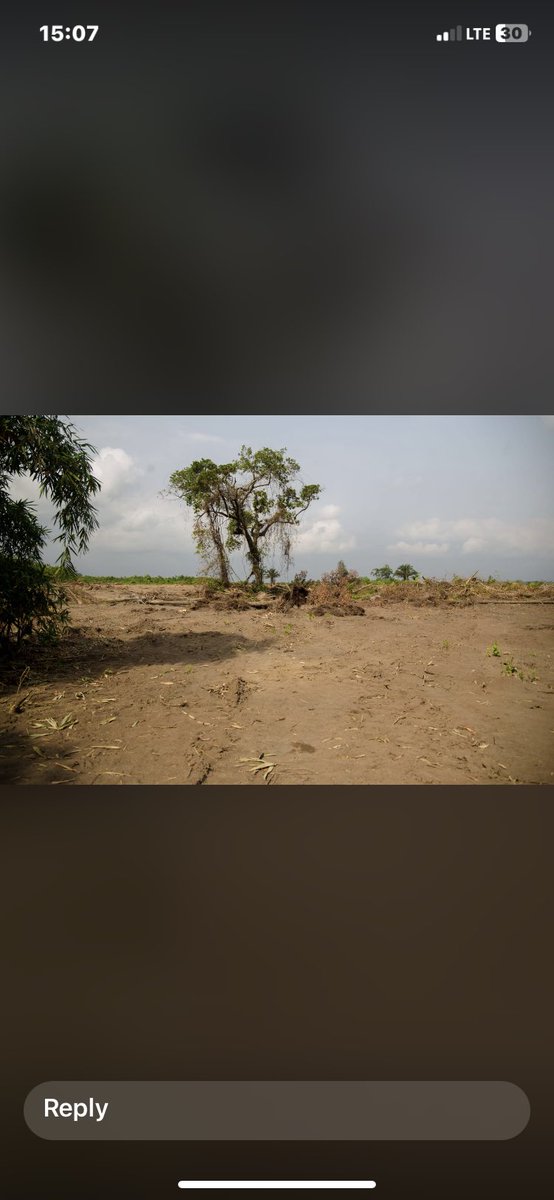 @Nig_Farmer @Nig_Farmer this is 50hectares of dry land with a very rich loamy soul. The purpose is for plantain plantation and other cash crops. We’re looking to speak with investors and partners for this project. Location is Ataba, Andoni LGA, Rivers state. Anyone interested should dm me.