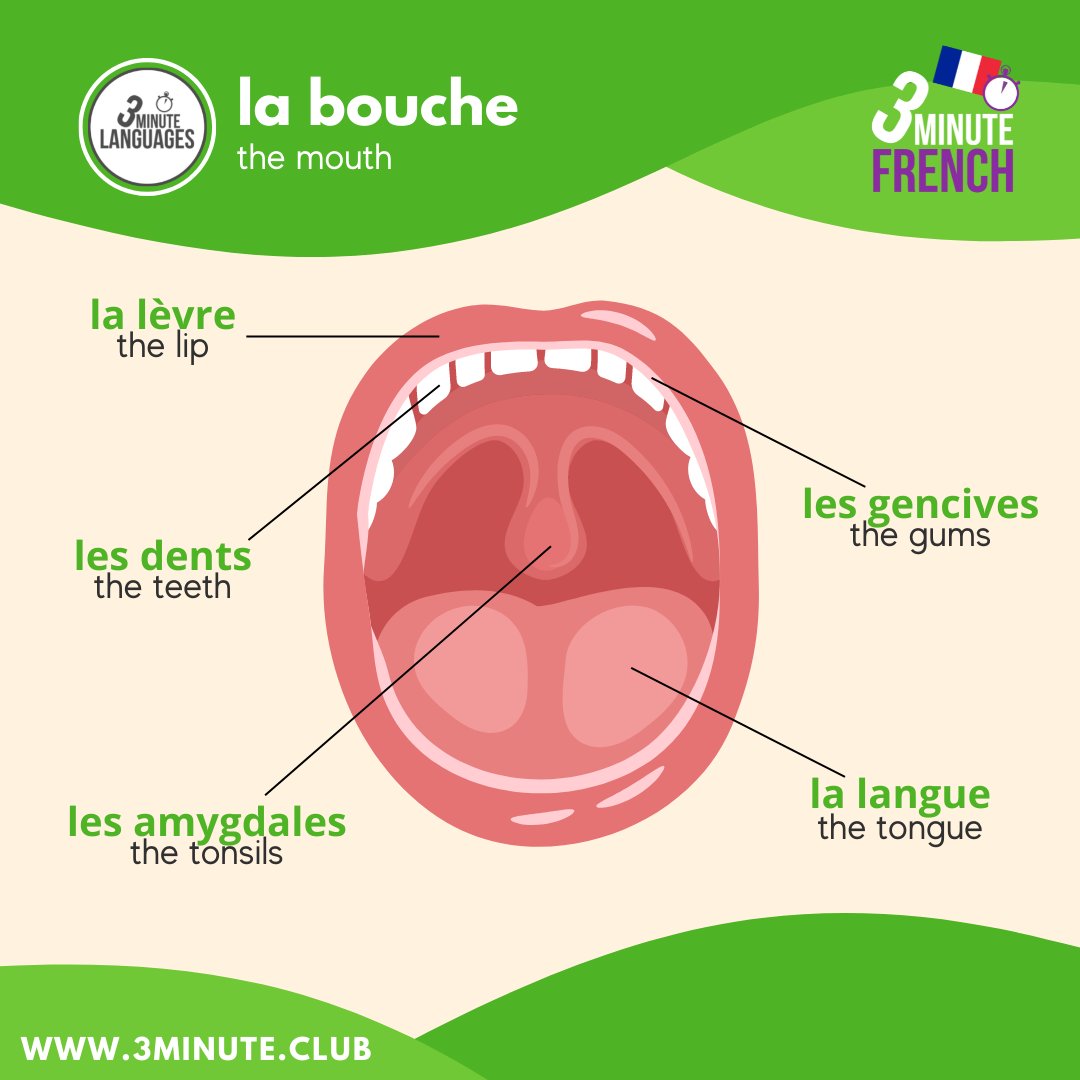 Here are five words for talking about different parts of the mouth in French

#French #LearnFrench #learningFrench #FrenchVocabulary #FrenchLanguage #LearnFrench #FrenchWOTD #Paris #France #francaise #francais #français 

bit.ly/3tmGfKN