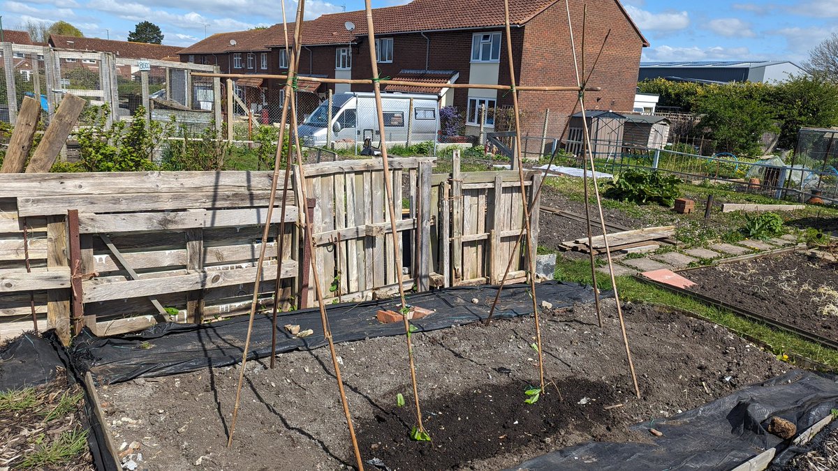 zuluflash's tweet photo. Lots happening at the allotment this week #allotementlife #rhs https://t.co/2iH0Na7HSl