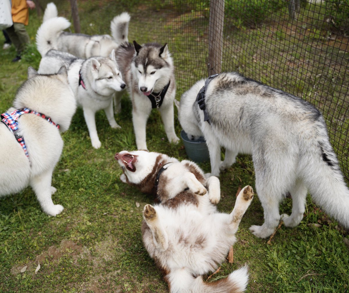 今日は同じ犬舎の子が集まったハスキー会。楽しくてはしゃぐ大吉。

「ヒャッホー！！」
「なんだこいつ」「なんだこいつ」「なんだこいつ」