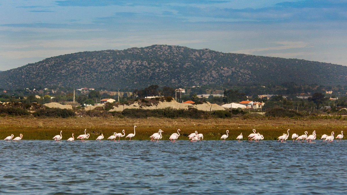 Land of the resting Flamingos… Portugal’s Algarve. 📸Artfulcodger