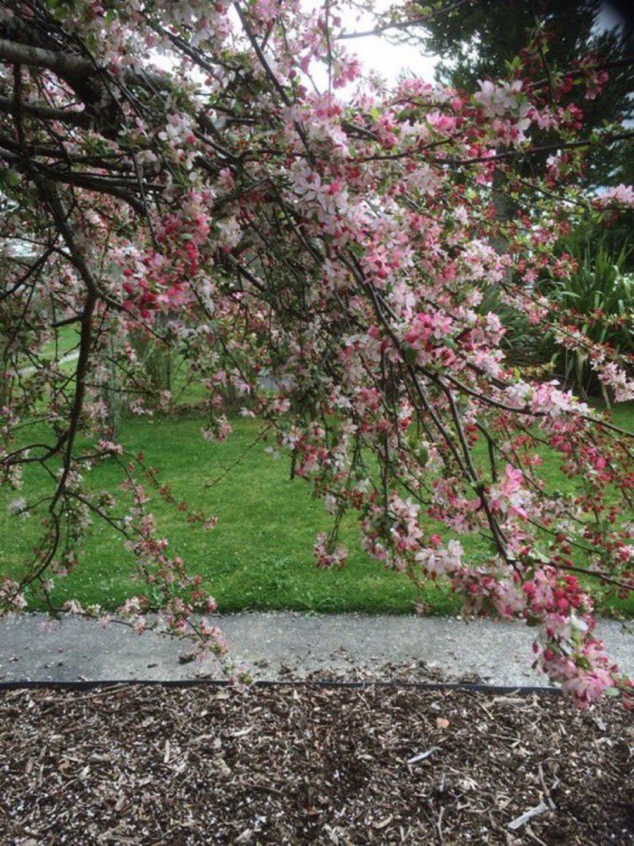 Weeping cherry leaves a trail of memories on her path~