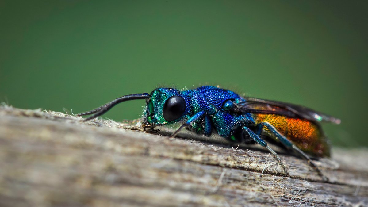 First ruby-tailed wasp of the year, investigating one of our garden bee-hotels. #WaspLove