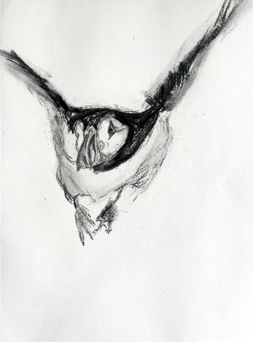 It would be rude not to….  #rathlinisland #sketchbook