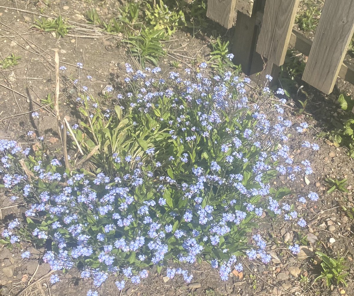 Loads of flowers growing at the allotment! Some wild pansys and forget-me-nots! 🦋 The forget-me-not is used to represent Alzheimer’s UK : alzheimers.org.uk @GaileyNan59518 #GPNCommunitygrowers #Mentalhealth4HCPs