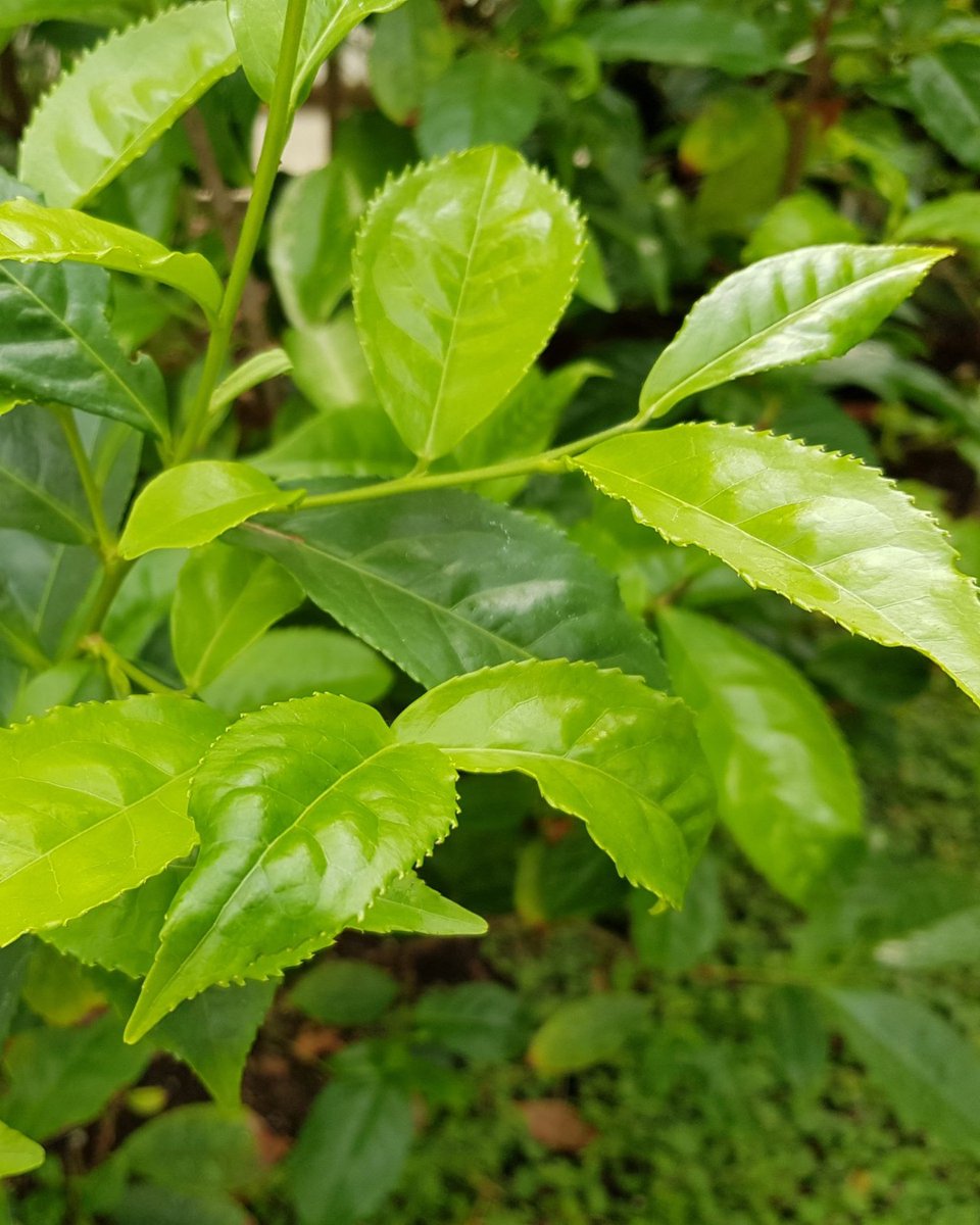 Time for tea ☕ Did you know your morning brew comes from the leaves of the tea plant, Camellia sinensis and the flavour of the tea is brought out once the leaves of the plant have been dried. #NationalTeaDay 🌱