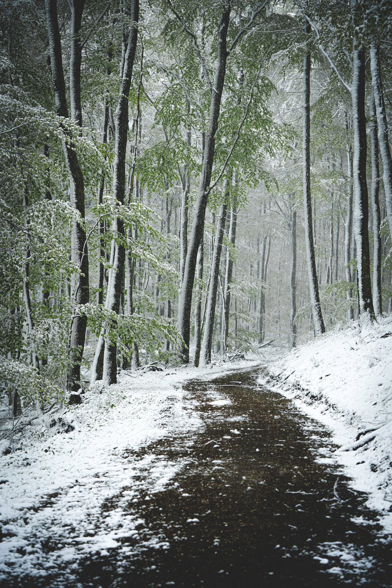 My path today. #NaturePhotography #quhl5 #peace 🕊️