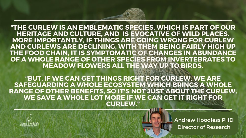 #WorldCurlewDay #WorkingforWildlife #FollowtheScience 

Help support our important Curlew research: gwct.org.uk/wildlife/appea…