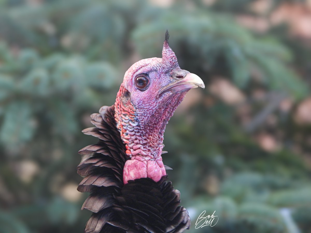 This is me saying 'try not to miss me.' I'm going to take a break from posting for a couple of weeks! #Bobsbackyard #birds #birding #birdphotography #Ancaster #HamOnt #wildturkey #turkey